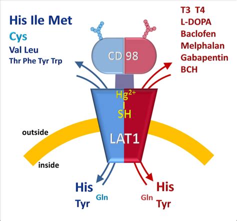 Human LAT1 (Large Neutral Amino Acid Transporter 1) ELISA Kit